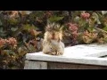 Squirrel nap