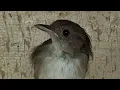 Download Lagu special obral gila-gila semua jenis burung KIOS BURUNG ALHAMDULILLAH sedang live sekar