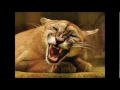 Download Lagu Cougar roar HD Sound Effect Rugido de puma Efecto de sonido HD