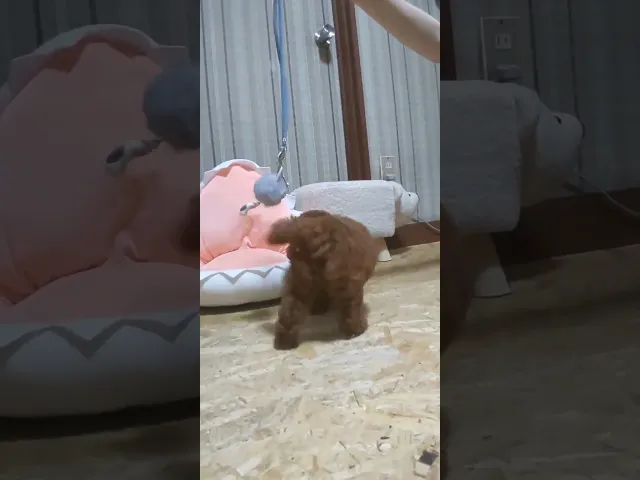 動画