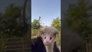 مزرعة داخل منطقة بغداد للبيع منطقة الصدمي 