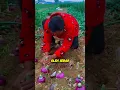 Download Lagu Budidaya bawang merah besar dalam skala luas di negara China | panen bawang merah besar