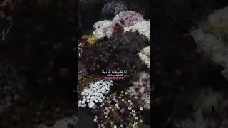 أنا وقلبي عبارات جميله بدون موسيقى ستوريات تيك توك عبارات عميقة ستوريات مارني  أنا وقلبي عبارات جميله بدون موسيقى ستوريات تيك توك عبارات عميقة ستوريات مارني