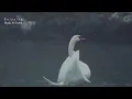 3HRS - The Swan (Saint-Saëns), Most Peaceful & Beautiful Piano Music, Relaxing Piano, Poetic, Calm