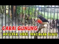 Download Lagu CABE GUNUNG, COCOK UNTUK MASTERAN, PIKAT DAN PANCINGAN BUNYI