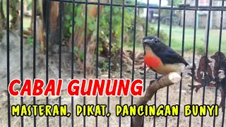 Download CABE GUNUNG, COCOK UNTUK MASTERAN, PIKAT DAN PANCINGAN BUNYI MP3