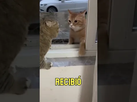 Encontraron a este gato y esto fue lo que paso #risas #gatos