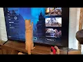 Flame Point Siamese Cat Plays Game While Mom Cooks Dinner