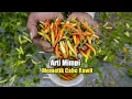 Download Lagu Arti Mimpi Memetik Cabe Rawit
