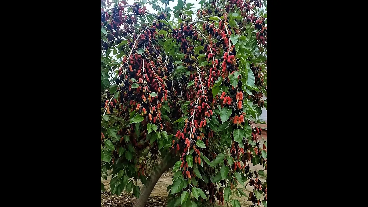 भारत के 4 सबसे अजीब फल