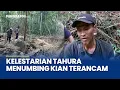 Lagu Tambang Timah Ilegal Rusak Tahura Bukit Menumbing, Hutan Konservasi Ikon Bangka Barat Terancam