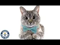 Download Lagu The most famous cat on Instagram - Nala - Guinness World Records
