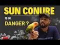 Sun Conure - Facts Hybrids Mutations Why this bird is in danger