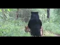 Download Lagu harimau vs beruang