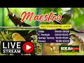 Download Lagu MASTERAN WAJIB BURUNG JUARA