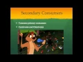 Food Chains As Told By The Lion King