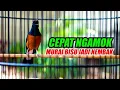 Download Lagu MURAI BATU PENUH EMOSI BONGKAR ISIAN, PANCINGAN NAIKAN EMOSI MURAI BATU
