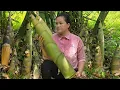 Download Lagu Harvesting Wild Bamboo Shoots – Bring them to the market to sell - Cooking | Ly Thi Ca