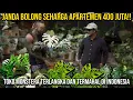 Download Lagu JANDA BOLONG SEHARGA APARTEMEN 400 JUTA !! TOKO MONSTERA TERLANGKA DAN TERMAHAL DI INDONESIA