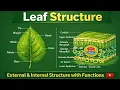 Leaf Structure External Internal Structure of Leaf with Functions Biology Animation