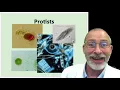 10 7 Protists
