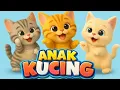 Lagu LAGU ANAK 🇮🇩 ANAK KUCING MEONG MEONG - KITTEN SONG - LAGU ANAK BALITA VIRAL