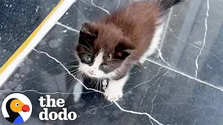 Freezing Kitten Tries To Get Inside Buildings Until Someone Finally Helps Him | The Dodo