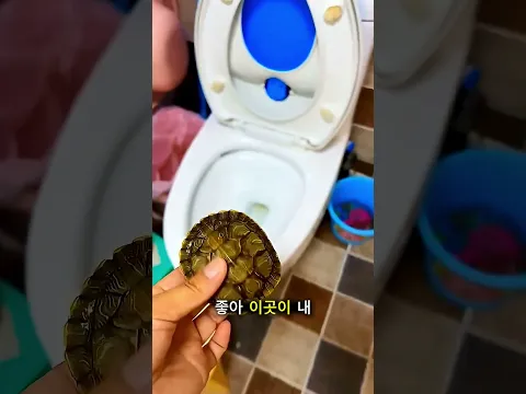 거북이를 찾을 수 없었어요!