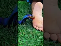 Download Lagu A COBRA PICOU O PÉ DE KIMBERLLY 😱🐍😭 #help #cuidado #mood #snake #attack #comedy #shortsfeed #shorts