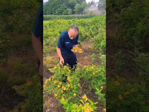 Delicious sweet fruits | Rural farmers harvest yummy fresh fruits #fruit #harvest