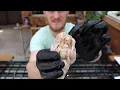 Best High School Sheep Brain Dissection