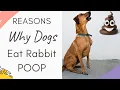 Why Do dogs Eat Rabbit Poop Dog Instincts and Behavior Behind it