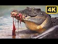The Life of a Crocodile Boss Croc 4K Documentary