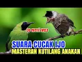 Download Lagu Kutilang isian - cocok buat masteran kutilang bahan SUARA CUCAK IJO