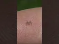 This is the smallest spider in the world