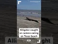 Alligator caught on camera eating on Texas beach
