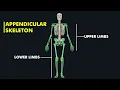 Appendicular skeleton Anatomy Physiology 3d animation