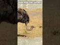 Download Lagu suara asli burung unta #shorts #shortvideo #ostrich #birds #ostrichfarming #funnyvideo
