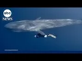 Diver swims alongside blue whale