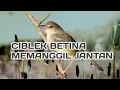 Download Lagu ciblek betina memanggil jantan dan pikat