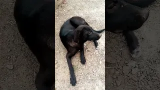 حیونی تشنه بود کنار لوله آب نشسته بود به زبون بی زبانی از من آب خواست 