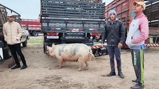 SUÍNOS DE LUXO EM CAPOEIRAS-PE, ALÉM DE CAPRINOS E OVINOS 23-08-2024 #nordeste