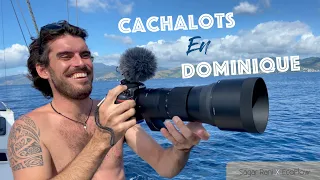 EP.131 – Les Saintes, Portsmouth, Roseau : Les routes de Sagar Rani et Black Lion se séparent