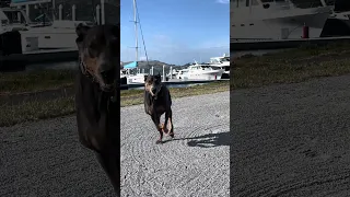 #fyp #dream #doberman #pets #dog