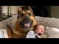 Download Lagu Enorme 68 kilo wegende DUITSE HERDER ❤️ bewaakt zijn BABY alsof het zijn eigen puppy is 🐶