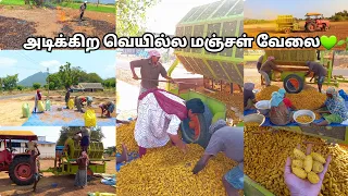 💚🌱ஒரு காலத்துல தங்கத்துக்கு நிகரா இருந்த மஞ்சள் 💫💥இப்போ????|harvesting and cleaning process|#viral 