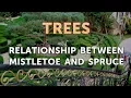 Relationship Between Mistletoe and Spruce