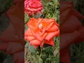 Download Lagu Mawar#plants #garden #green #nature #housplants #tanamahias #orchids #aroids #antorium #Varigata