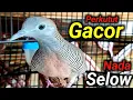 Download Lagu Perkutut lokal gacor suara besar - NADA SELOW