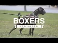 ALL ABOUT BOXERS WORKING DOGS